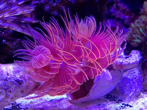 2013.03.23 diverse 012.JPG