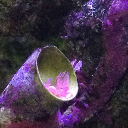 2013.03.24 fisk 024.JPG