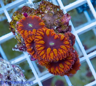 14789-Blastomussa-special-Aussi-69-1.jpg