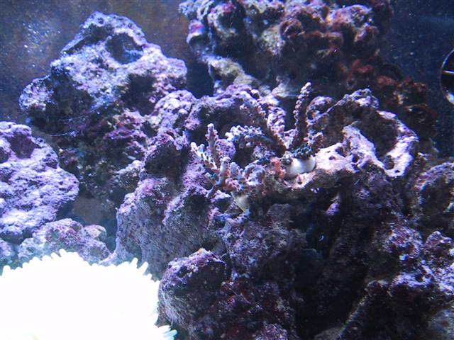 Acropora - Turkis (Small).JPG