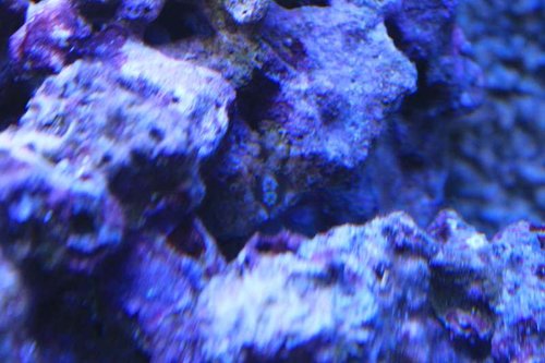 glas roser 003.JPG