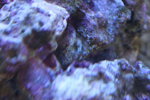 dg 037.JPG