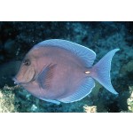 acanthurus_coeruleus2.jpg