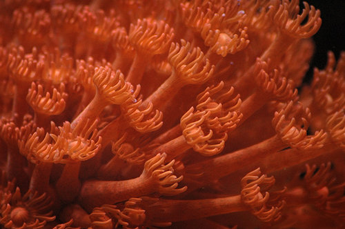 Goniopora-red.jpg