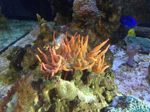 Sol anemone