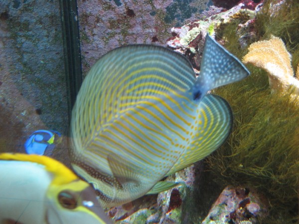 IMG_0574 (600 x 450).jpg