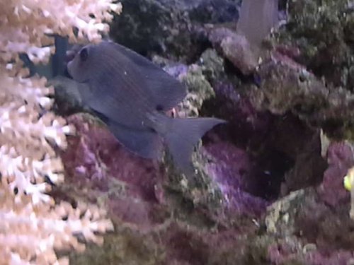 lyrie formet hale.jpg