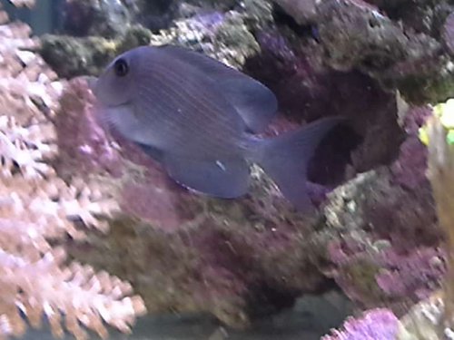 vandrette striber.jpg