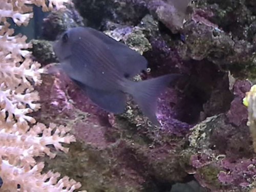 Tydelig plet v enden af rygfinne.jpg