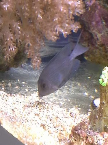 20140417_145824.jpg (34.24 KiB) Vist 4685 gange Skal nok få fine farver