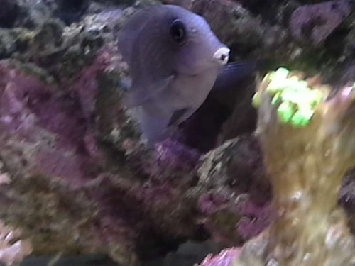 20140417_151832_4.jpg (32.14 KiB) Vist 4727 gange "ansigt" der kommer fregner på et tidspkt