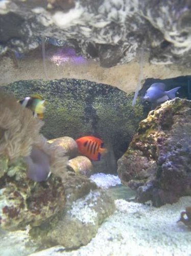 ADHD fiskene.jpg (33.43 KiB) Vist 4685 gange AD og HD. De tager sig nogle små danse, men det skal nok gå