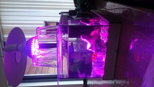 Fiskene i mit backup akvarie. Ja med grow light og tunze 9002 og cirkulation 200l nj