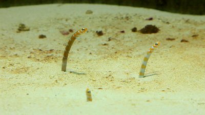 stock-footage-sand-eels.jpg