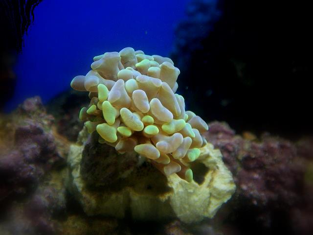 Euphyllia 2.jpg