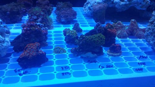 Zoas.jpg