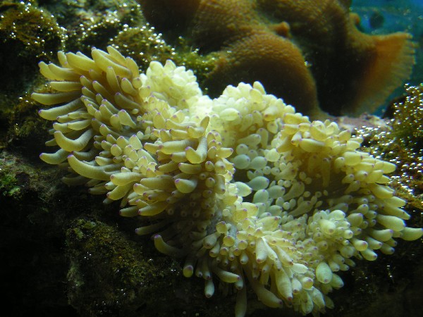 boble-anemone.jpg