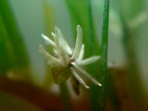 thalassia testudinum,fra mit akvarium 2013