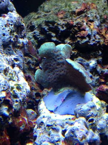 ID