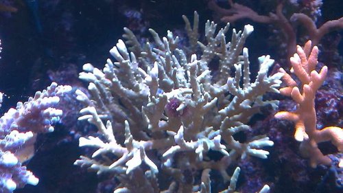 Anacropora forbesi?