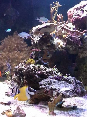 uge 6 shallow reef (6).jpg