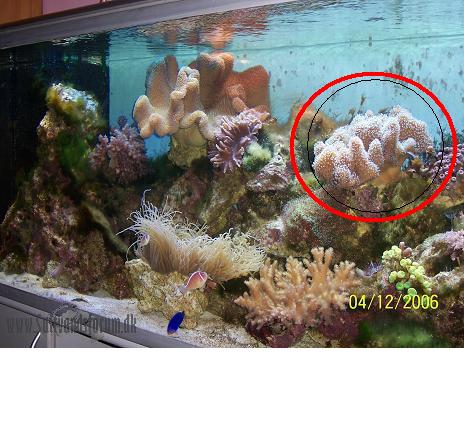 Fragt. af denne koral.JPG