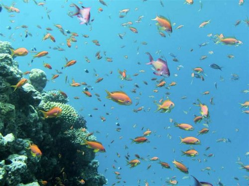 Hurghada 058 (Medium).jpg