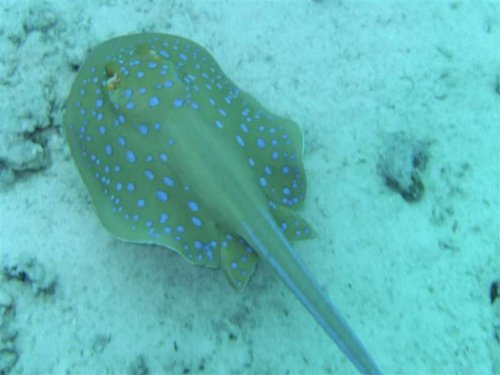 Hurghada 064 (Medium).jpg