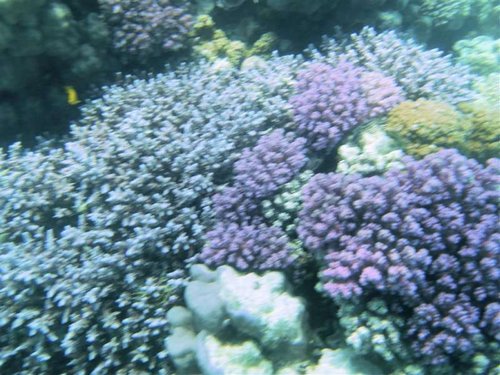 Hurghada 068 (Medium).jpg