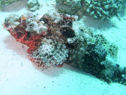 Hurghada 090 (Medium).jpg