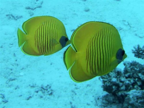 Hurghada 096 (Medium).jpg
