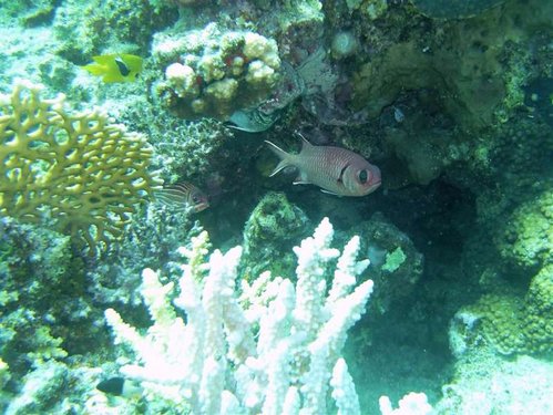 Hurghada 103 (Medium).jpg