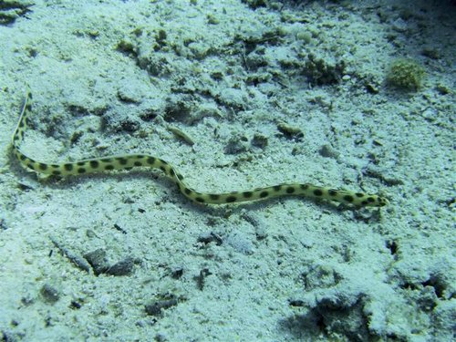 Hurghada 121 (Medium).jpg