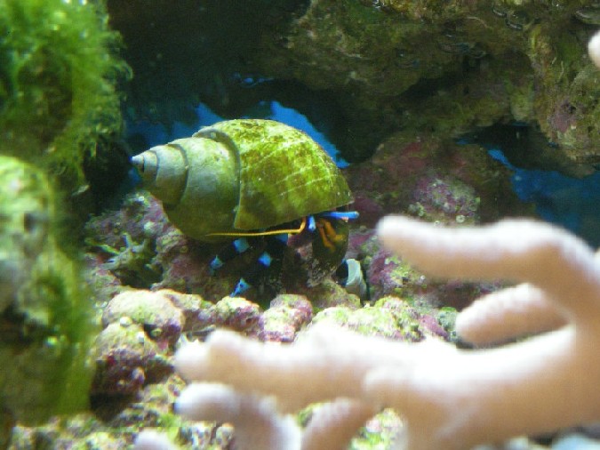 Electic blue hermit.jpg