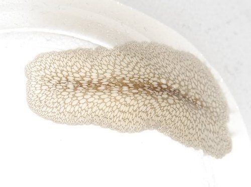 image.jpg (79.52 KiB) Vist 50594 gange The beast - men svær at se...