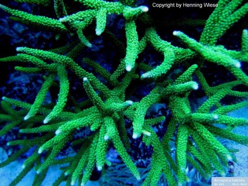 Acropora Tumida/Enzmann = Acropora Yongei = Green Bali Slimer