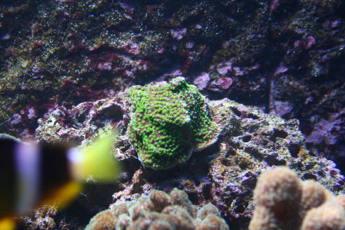 montipora hoffmeisteri