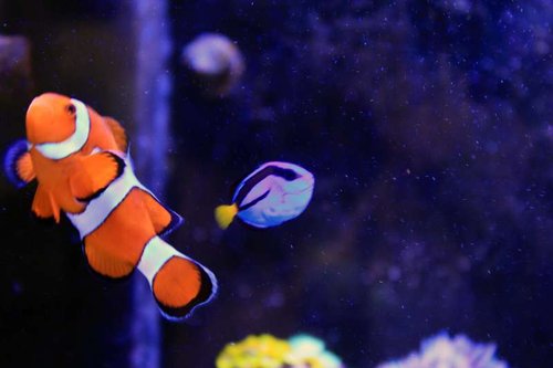 IMG_0483.JPG (26.35 KiB) Vist 1377 gange Størrelse i forhold til klovnen