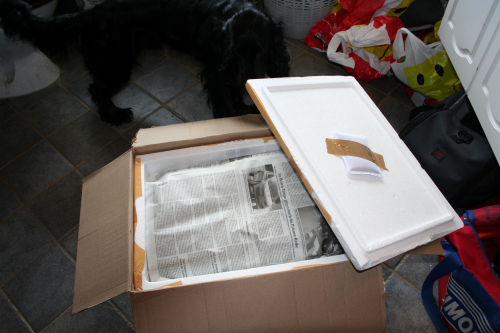 heatpack øverst i kassen og masser af avispapir