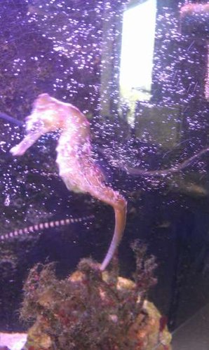 Sundance, der danser i boblerne