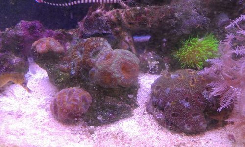 Flotte oppustede acans