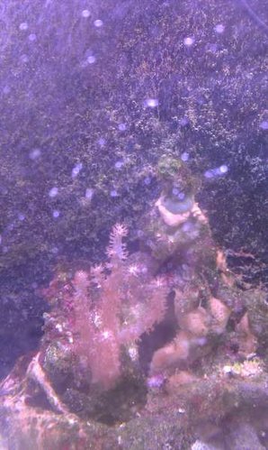 Bagvæg fyldt med trådalger