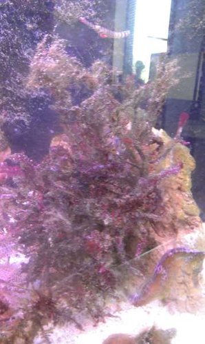 Rød macroalge fyldt med slim- og trådalger