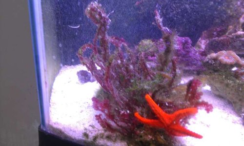 Også en rød macroalge, der er hårdt angrebet