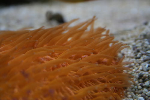 fungia macro.JPG