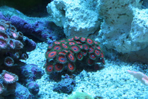 zoas.JPG