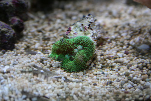 ricordea florida3.JPG