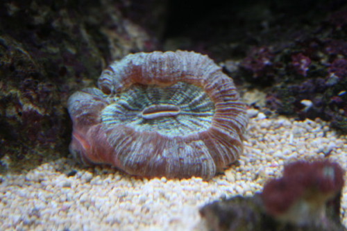 trachophyllia.JPG