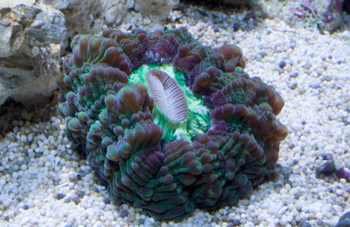 cynarina