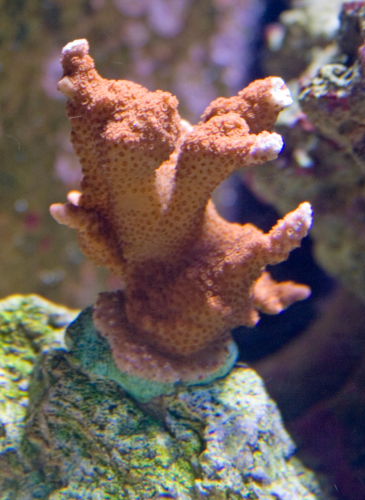 montipora digitata rød